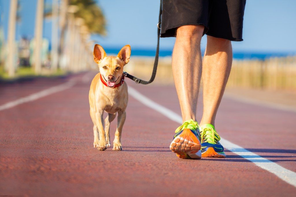 Dog And Owner Walking app development