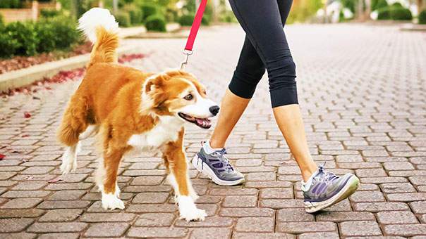 dog walkers pet walking app development