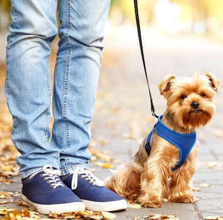 Dog-Walker-overview Dog-Walker-overview